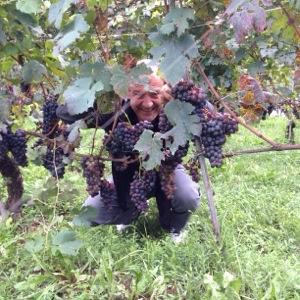 Vivino profile picture for @silvio