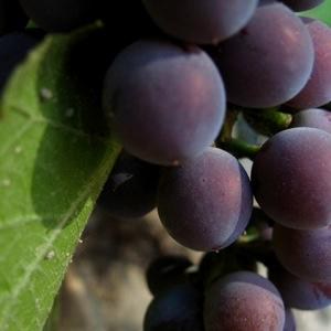 Vivino profile picture for @grape