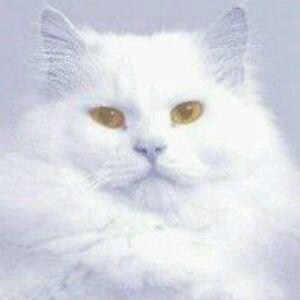 Vivino profile picture for @fat_cat