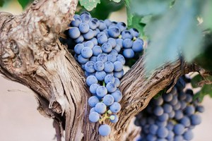 Vivino profile picture for @ck