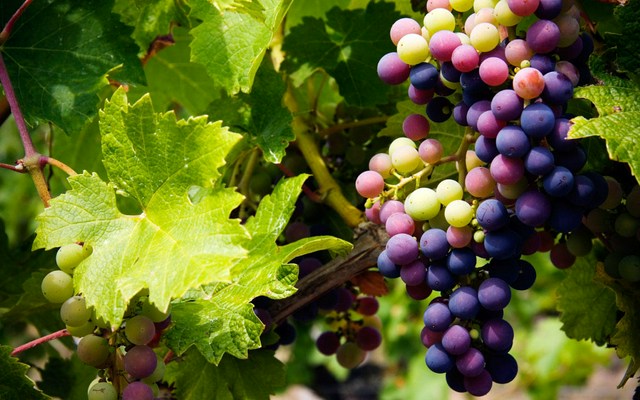Vivino banner for @ak