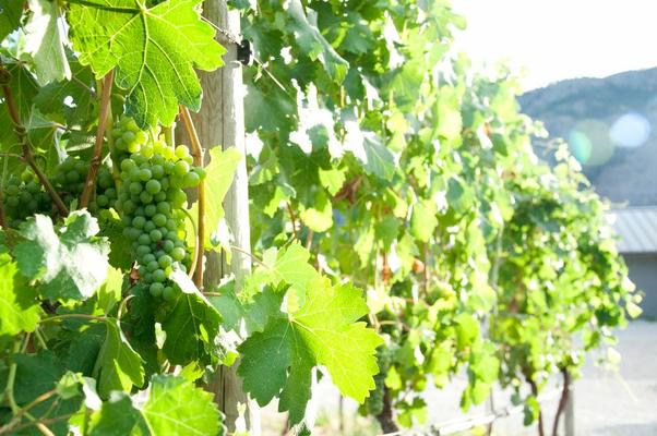 Vivino banner for @re