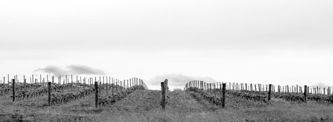 Vivino banner for @mister