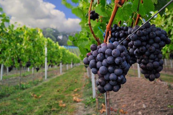 Vivino banner for @k
