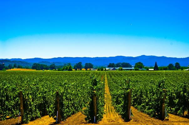 Vivino banner for @rp