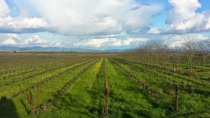 Vivino banner for @pj