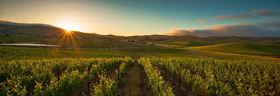 Vivino banner for @vita