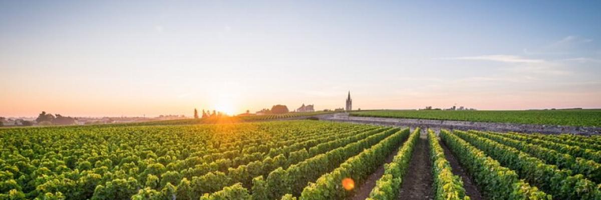 Vivino banner for @johndoe
