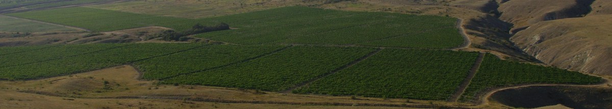 Vivino banner for @dpi
