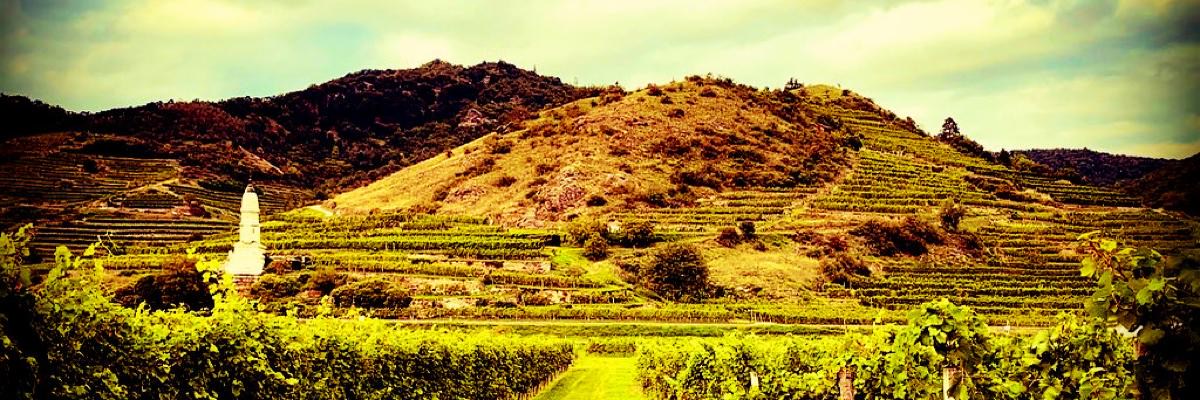 Vivino banner for @oj