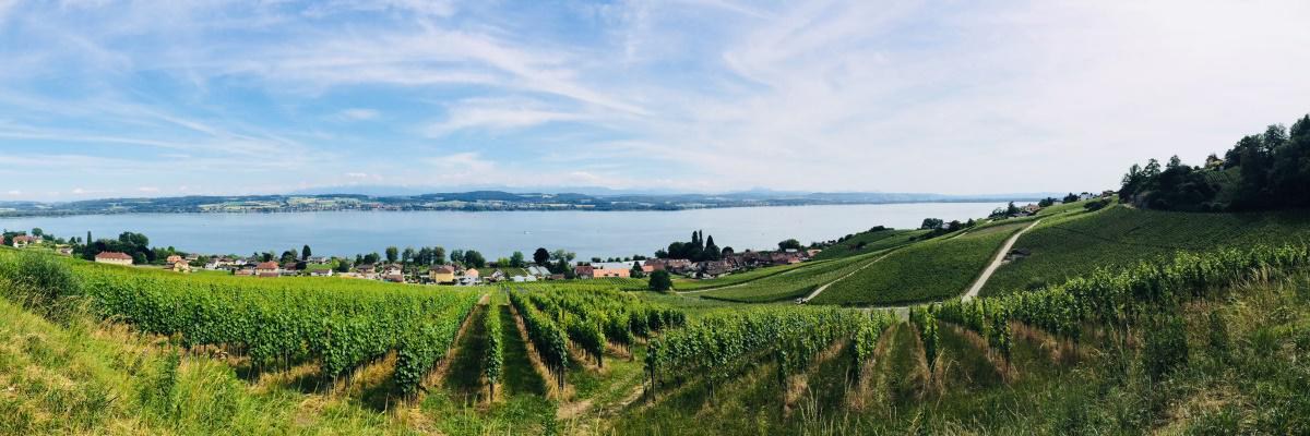 Vivino banner for @pat