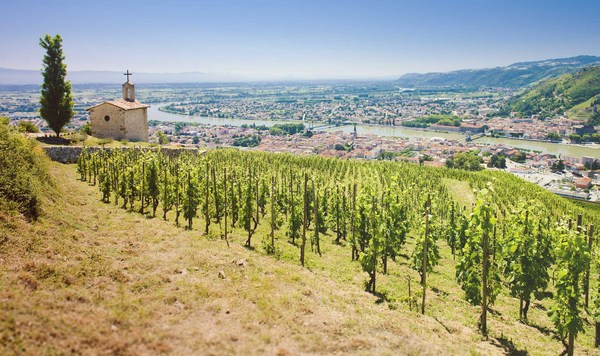 Naudin Père & Fils Winery | Vivino