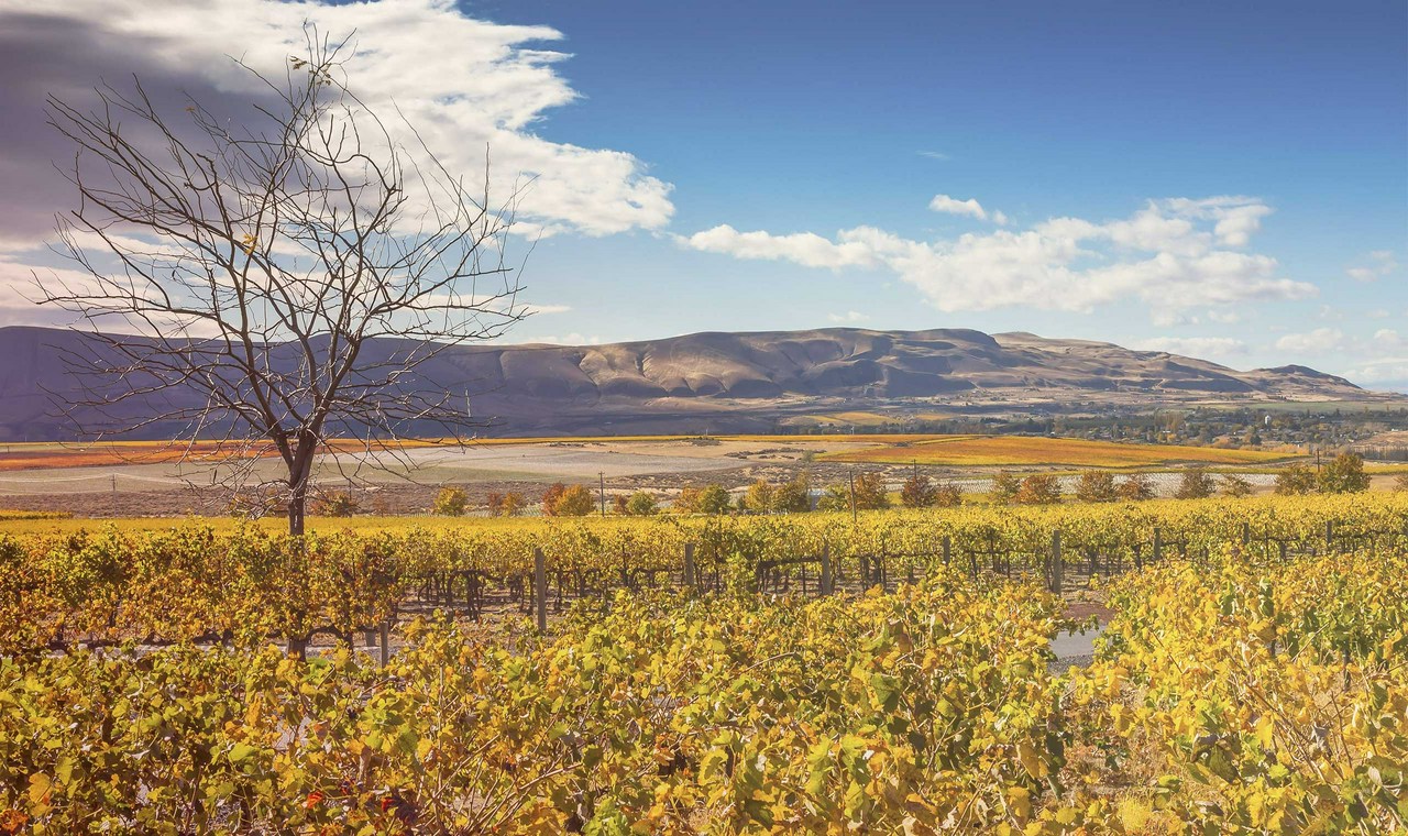 Liquid Light | Winery