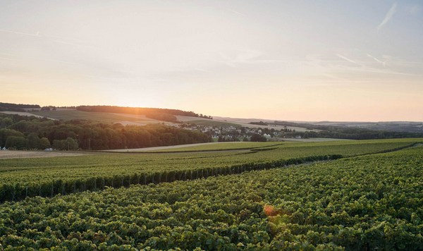 N.V. Piper-Heidsieck Cuvée Sublime Champagne | Vivino English