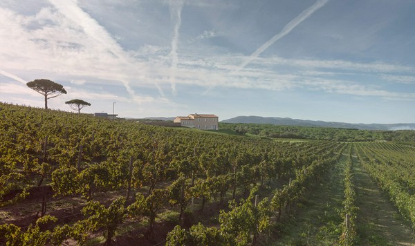 Masseto Massetino | Vivino Português (Brasil)