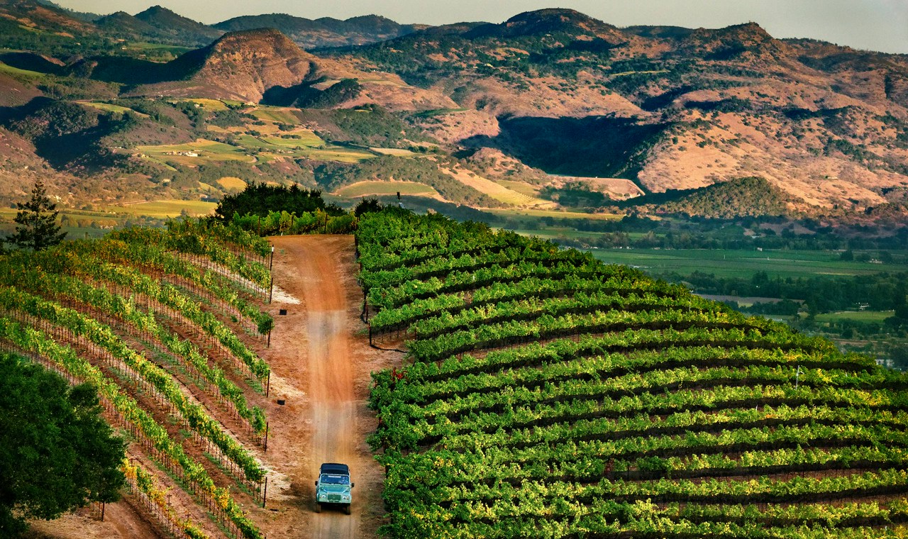 Newton The Puzzle | Vivino English