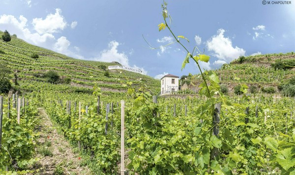 Richard Fliniaux Winery | Vivino