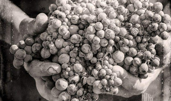 Epicuro Nero d'Avola | Vivino English