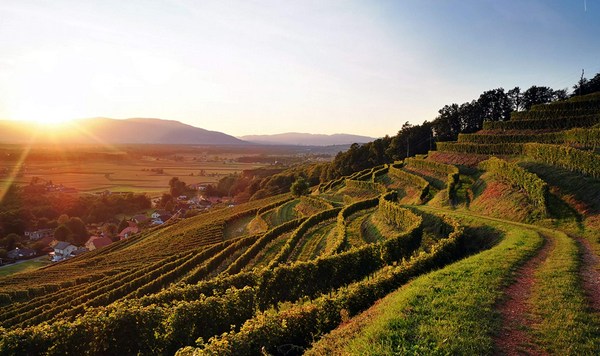 Edi Simčič Winery | Vivino