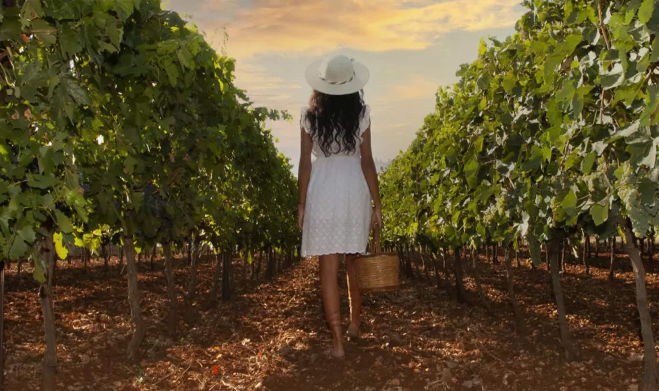 Cignomoro 6 Anime Puglia Rosso | Vivino English