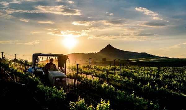 Fratelli J'Noon Red | Vivino English