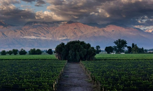 Pelleriti Priore Blend of Terroir | Vivino English