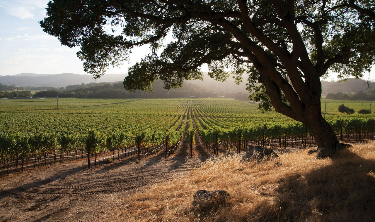Stag's Leap Wine Cellars ARTEMIS Cabernet Sauvignon | Vivino English